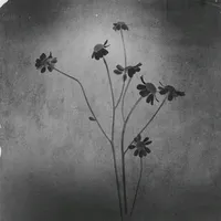 original sound - _buteravfx