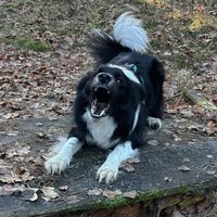 blueprawiebc