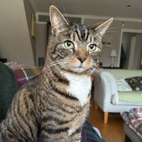 cuddlesthechonkycat87