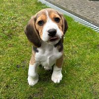 pepperthebeagle0