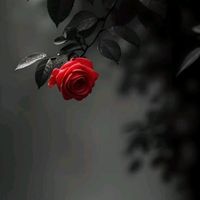 .ali.x.123