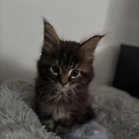 tiktok_cloudzy