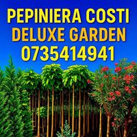 pepinieracosti