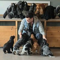 cockerspanieltribe