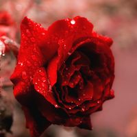 grace_roxane1