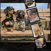 myamericandachshund