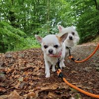 chihuahuavibes01