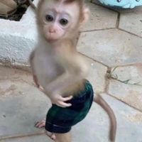 monkey.lover01