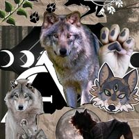 woof_the.city.wolf