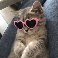 szalailaura_