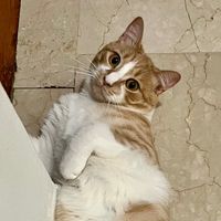 thepurrfectmood