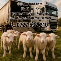deniz.crz1
