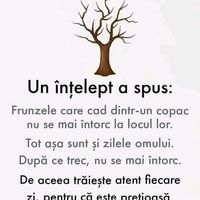 sunet original