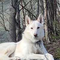 mountainhuskyadventures