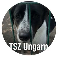 Originalton