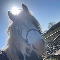 olivia.horse