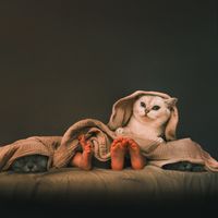 lyothecat