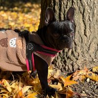 dudu_frenchie_