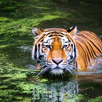 petittigre10