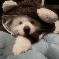 оригинальный звук