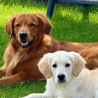 _ranger_goldenretriever