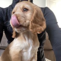 honeybuns_puppytraining1