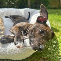 maple.the.staffy