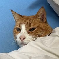 melooooooooooooooo