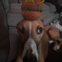 coreyicohen