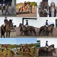 horses.4.life38