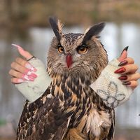 hibou.nails