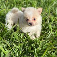 amigoperrunomcbo