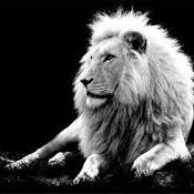 leo____2.0