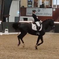 dreamhorse.filongd
