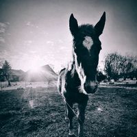 lenaa.equui