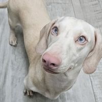 poldindachshund