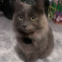 dustybugx