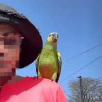 Oklmboy1 song