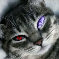 here_is_vali