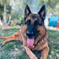 romeo_bergerallemand