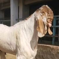 shahzadali1r