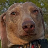 jelly_thedaschund