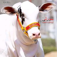 COW LOVERS 20