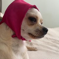 body_elchihuahua