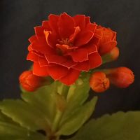 plant_callaghan