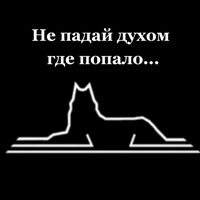 black_wolf_178
