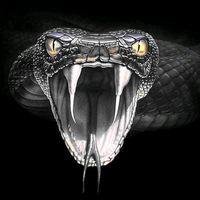 vipers.dj