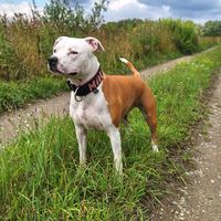 mali_amstaff2106