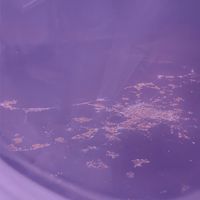 covv.aurora