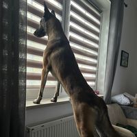 joker_der_malinois